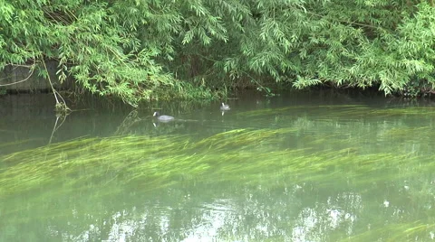 Coots on Kennet 51 Video stock 40687849