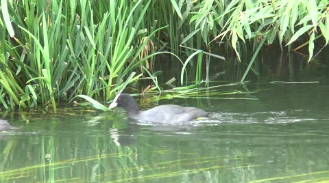 Coots on Kennet 52 Video stock 40687774