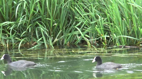 Coots on Kennet 53 Stock-Footage 40688340