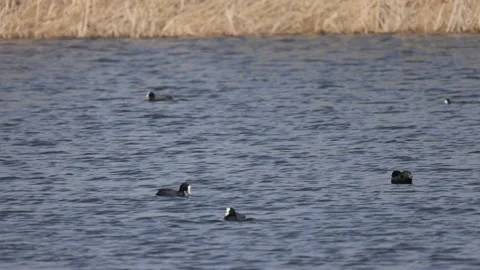 Coots in the lake, 4K slomo Stock Footage 176303607