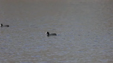 Coots in the lake, 4K slomo Stock Footage 176305829