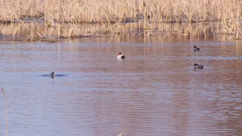 Coot's on a lake Stock Footage 105678277