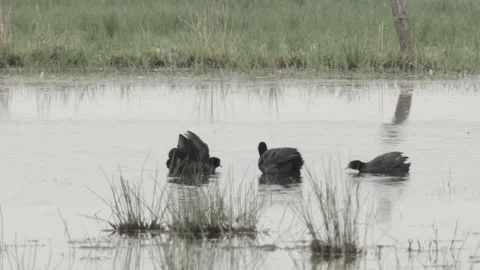 Coots on a lake in germany Stock Footage 167945587
