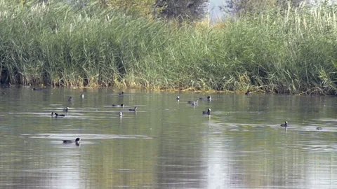 Coots in a lake in the interior of Spain Stock Footage 78502252