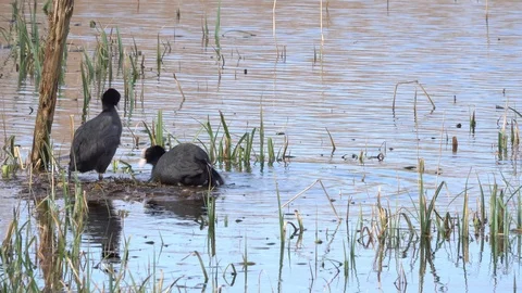 Coots mating Video stock 104721444