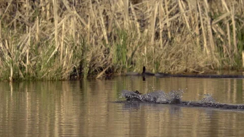 Coots On a Pond Stock Footage 183176841