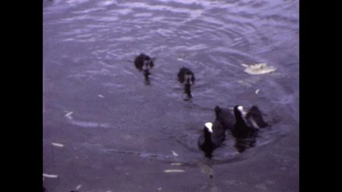 Coots in pond Stock Footage 251821841