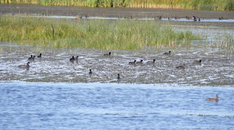 Coots in Prairie Pond Stock Footage 31821645