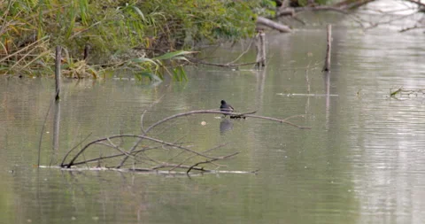 A coots standing in water Stock-Footage 253305253