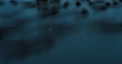 The coots in the stream of darkness Foto stock