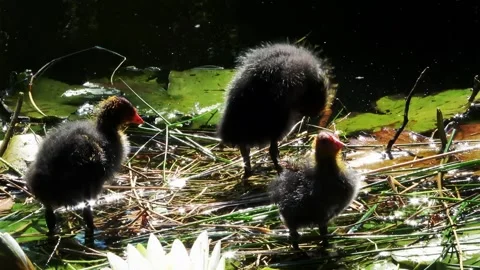 Coots in the sun on the second nest Video stock 133644380