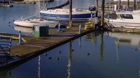 Coots Swimming in Harbor Stock Footage 35272744