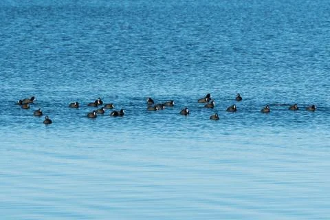 Coots together in a flock Stock Photos