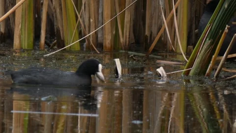 Coots watching toad swim by in marsh Video stock 330317450