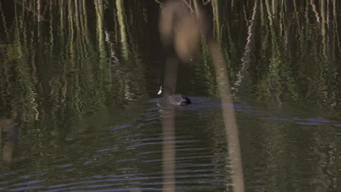 Coots in the water, 4K slomo Stock Footage 245074174