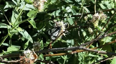 Cop-car Moth Stock Footage 11880102