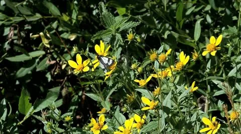 Cop-car Moth Stock Footage 12027575