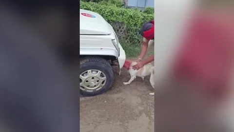 Cop saves dog whose face was trapped ins... | Stock Video | Pond5