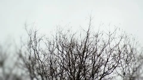 Copa arbol BYN Stock Footage 10889578