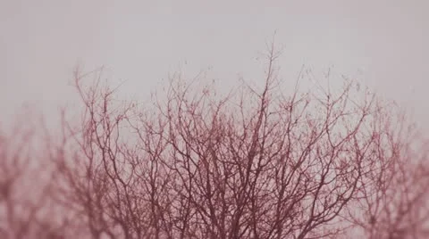 Copa arbol color Stock Footage 10890991