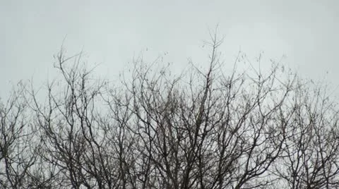 Copa arbol Stock Footage 10889679