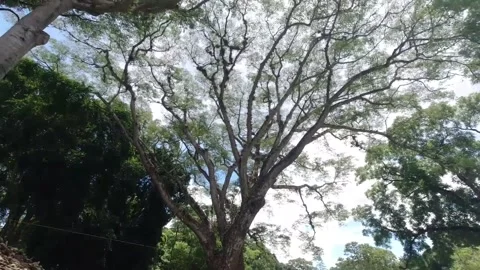 Copan Old Huge Tree Vídeos de archivo 131896679