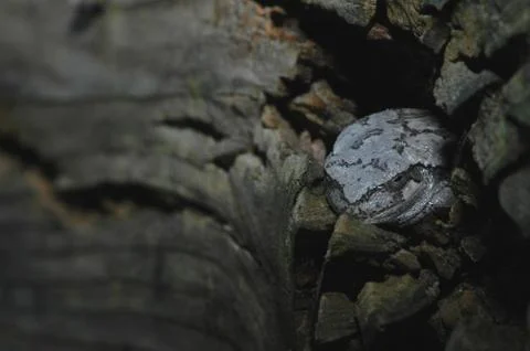 Copenstein Stock-Fotos