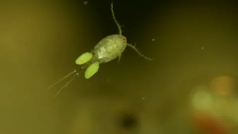 Copepod (Copepoda) Video stock 295062324