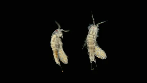 Copepod crustacean zooplacton under a microscope Stock Footage 109466733