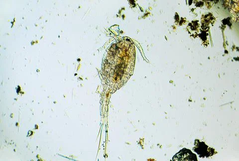 Copepod Cyclops is small crustacean found in freshwater pond. Zooplankton Stock Photos