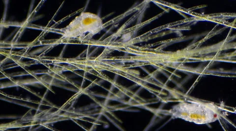 Copepod harpacticoidea Video stock 64826400