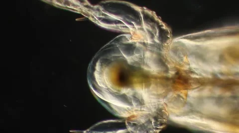 Copepod in Motion Vidéo 64802398