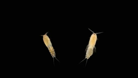 Copepoda Harpacticoida under a microscope, class Hexanauplia Stock Footage 133123144