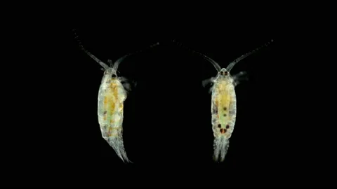 Copepoda Pontella sp. under the microscope, family Pontellidae, order Calanoida Stock Footage 143245185