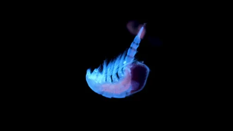 Copepoda under microscope. Female with eggs. White sea Stock Footage 327194229