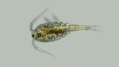 Copepoda under the microscope Video stock 106644067