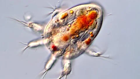 Copepods larvae under microscope, 400x magnification 库存影片 317926912