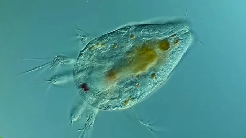 Copepods larvae under microscope 스톡 동영상 306588548
