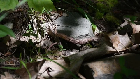 Coperhead Snake Vídeos de archivo 117423885