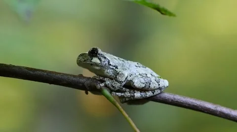Cope's Gray Tree Frog Stock Footage 56222449