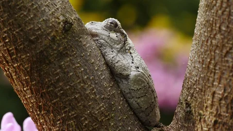 Cope's Gray Tree Frog Stock Footage 129185399
