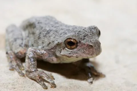 Cope's gray tree frog Stock Photos