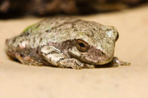 Cope's gray tree frog. Stock Photos