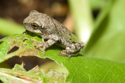 Cope's gray tree frog Stock Photos