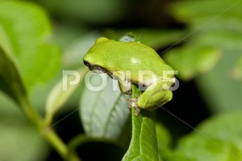 Cope's gray tree frog Stock Photos