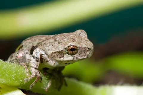 Cope's gray tree frog Foto stock