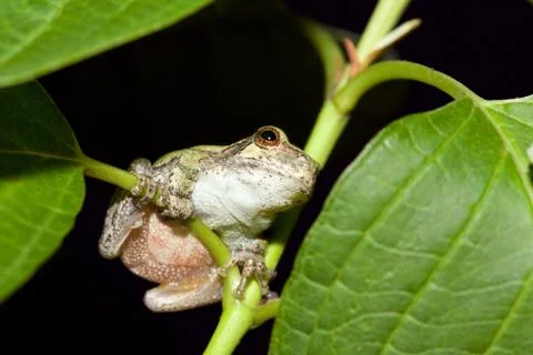 Cope's gray tree frog Stock Photos