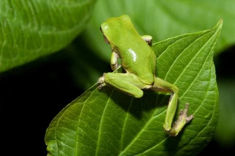 Cope's gray tree frog Stock Photos