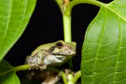 Cope's gray tree frog Stock Photos