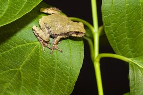 Cope's gray tree frog Stock Photos